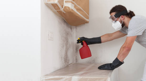 Professional Basement Mold Removal technician working in Ridgefield Park, NJ