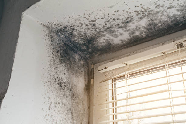 Affordable Basement Mold Removal solutions in Ridgefield Park, NJ